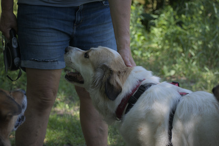 20250622_Dog park and Dog Park Again__DSC0595_.jpg