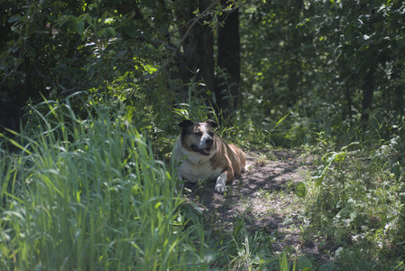 20250622_Dog park and Dog Park Again__DSC0621_.jpg