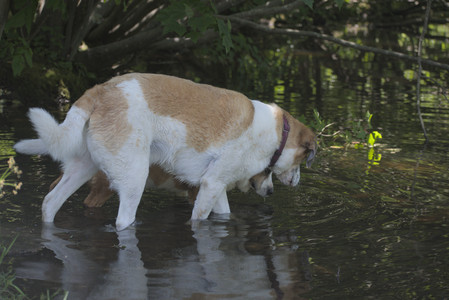20250622_Dog park and Dog Park Again__DSC0634_.jpg