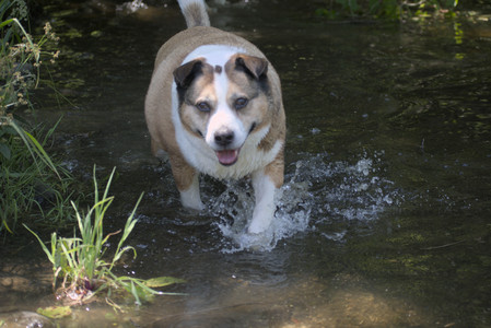 20250622_Dog park and Dog Park Again__DSC0637_.jpg