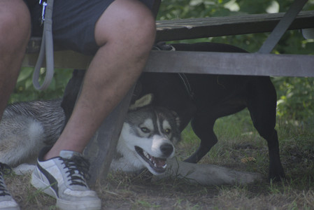 20250622_Dog park and Dog Park Again__DSC0656_.jpg