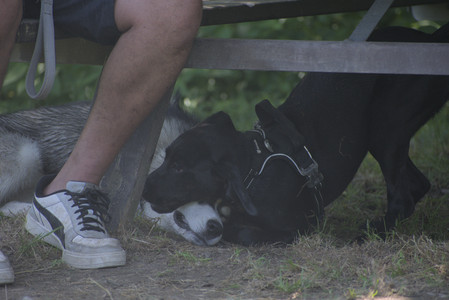 20250622_Dog park and Dog Park Again__DSC0657_.jpg