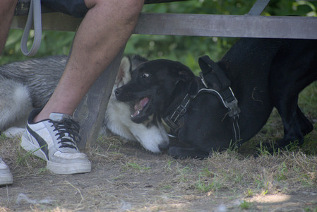 20250622_Dog park and Dog Park Again__DSC0658_.jpg