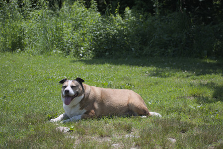 20250622_Dog park and Dog Park Again__DSC0666_.jpg