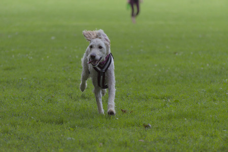 20250622_Dog park and Dog Park Again__DSC0724_.jpg