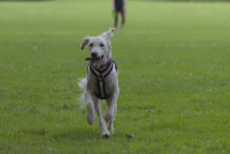 20250622_Dog park and Dog Park Again__DSC0725_.jpg