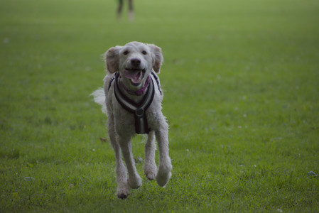 20250622_Dog park and Dog Park Again__DSC0726_.jpg