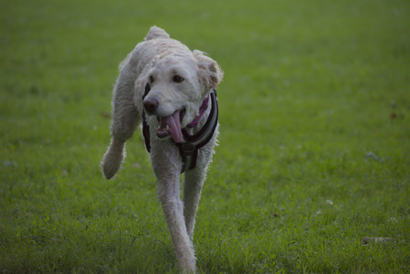 20250622_Dog park and Dog Park Again__DSC0727_.jpg