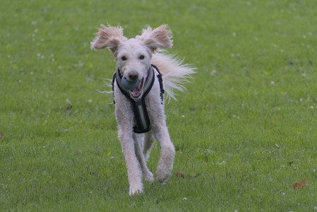 20250622_Dog park and Dog Park Again__DSC0739_.jpg