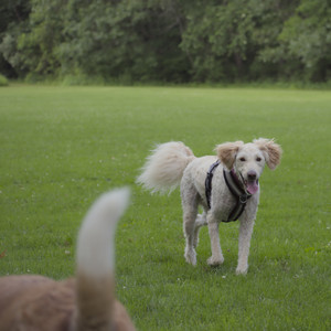 20250622_Dog park and Dog Park Again__DSC0748_.jpg