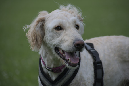 20250622_Dog park and Dog Park Again__DSC0762_.jpg