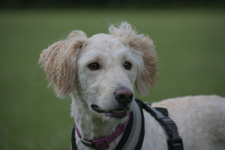 20250622_Dog park and Dog Park Again__DSC0765_.jpg