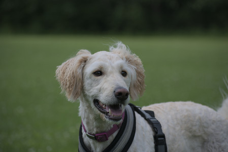 20250622_Dog park and Dog Park Again__DSC0771_.jpg