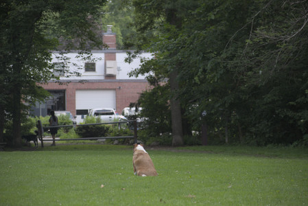 20250622_Dog park and Dog Park Again__DSC0774_.jpg