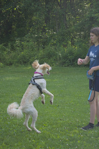 20250622_Dog park and Dog Park Again__DSC0775_.jpg