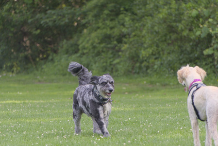 20250622_Dog park and Dog Park Again__DSC0780_.jpg