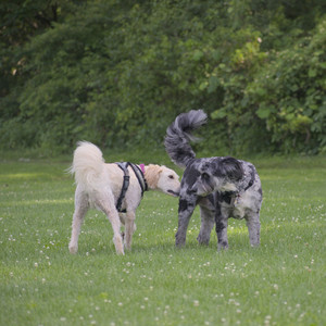 20250622_Dog park and Dog Park Again__DSC0785_.jpg