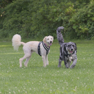 20250622_Dog park and Dog Park Again__DSC0789_.jpg