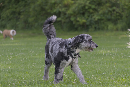 20250622_Dog park and Dog Park Again__DSC0793_.jpg