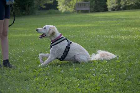 20250622_Dog park and Dog Park Again__DSC0830_.jpg