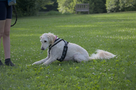 20250622_Dog park and Dog Park Again__DSC0831_.jpg