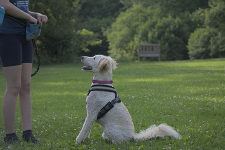 20250622_Dog park and Dog Park Again__DSC0834_.jpg