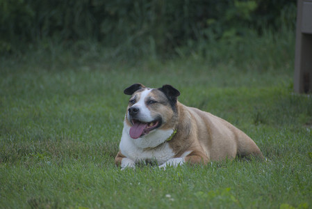 20250622_Dog park and Dog Park Again__DSC0855_.jpg