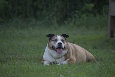 20250622_Dog park and Dog Park Again__DSC0857_.jpg