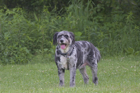 20250622_Dog park and Dog Park Again__DSC0859_.jpg