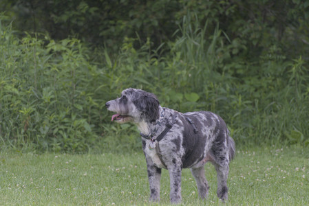 20250622_Dog park and Dog Park Again__DSC0866_.jpg