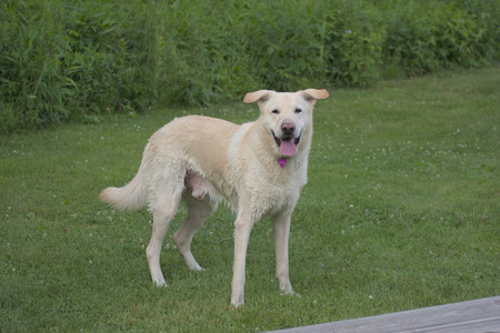 20250622_Dog park and Dog Park Again__DSC0877_.jpg