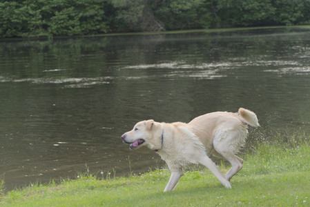 20250622_Dog park and Dog Park Again__DSC0883_.jpg