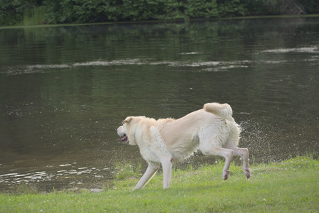 20250622_Dog park and Dog Park Again__DSC0885_.jpg