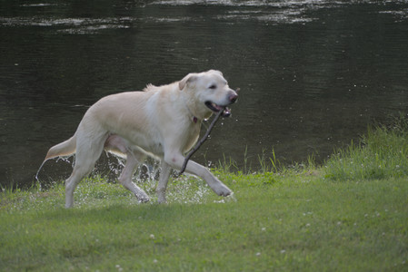 20250622_Dog park and Dog Park Again__DSC0889_.jpg