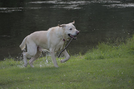 20250622_Dog park and Dog Park Again__DSC0890_.jpg