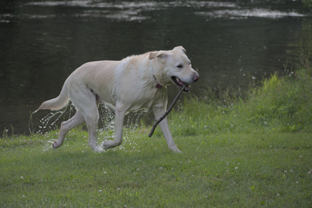 20250622_Dog park and Dog Park Again__DSC0891_.jpg