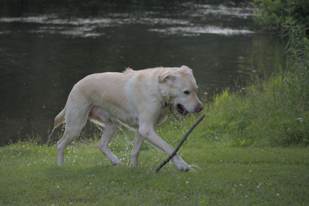 20250622_Dog park and Dog Park Again__DSC0892_.jpg