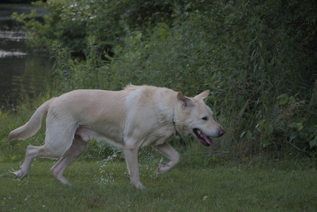 20250622_Dog park and Dog Park Again__DSC0896_.jpg