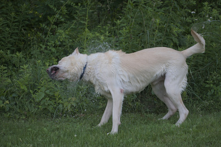 20250622_Dog park and Dog Park Again__DSC0897_.jpg