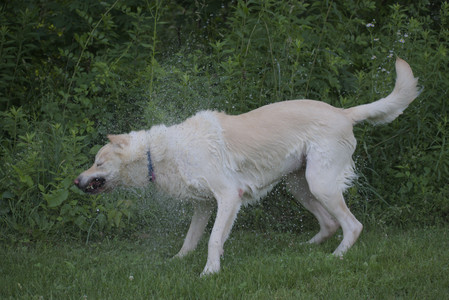 20250622_Dog park and Dog Park Again__DSC0898_.jpg