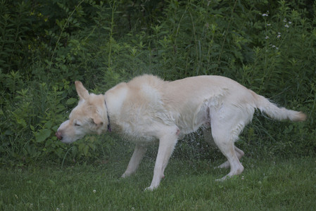 20250622_Dog park and Dog Park Again__DSC0900_.jpg