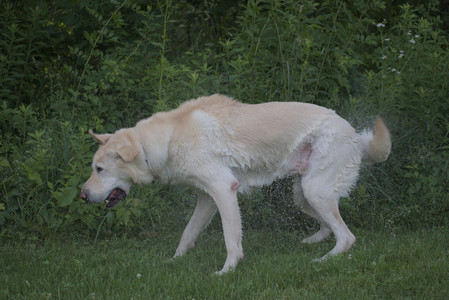 20250622_Dog park and Dog Park Again__DSC0901_.jpg