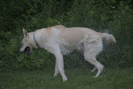 20250622_Dog park and Dog Park Again__DSC0902_.jpg