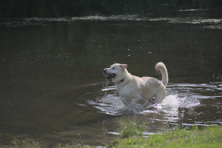 20250622_Dog park and Dog Park Again__DSC0914_.jpg