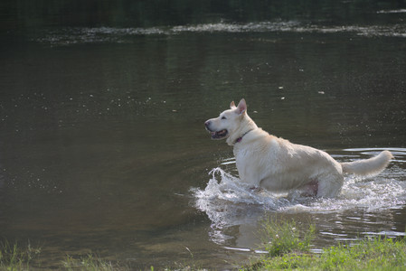 20250622_Dog park and Dog Park Again__DSC0915_.jpg