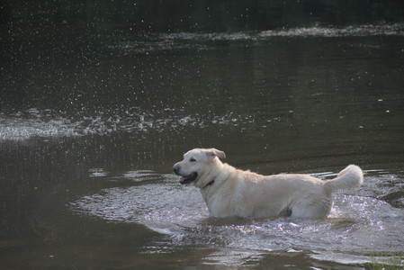 20250622_Dog park and Dog Park Again__DSC0917_.jpg