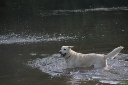 20250622_Dog park and Dog Park Again__DSC0918_.jpg