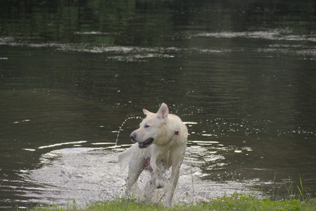 20250622_Dog park and Dog Park Again__DSC0932_.jpg