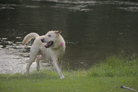 20250622_Dog park and Dog Park Again__DSC0934_.jpg