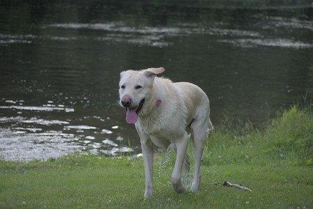 20250622_Dog park and Dog Park Again__DSC0937_.jpg